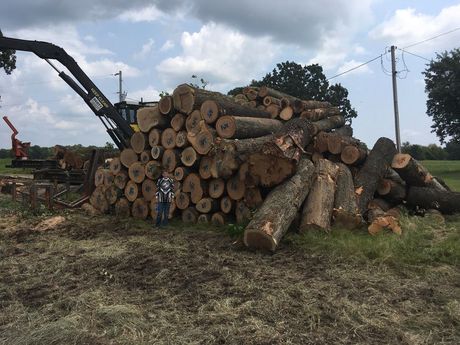 Pile of logs next to a person, machinery in background, field setting.