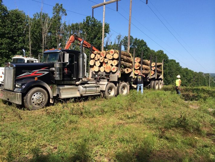 Black logging truck loaded with logs, a person in a safety vest stands nearby.