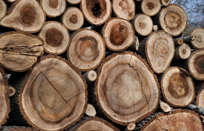 Pile of cut logs, showing the tree rings, stacked outdoors.