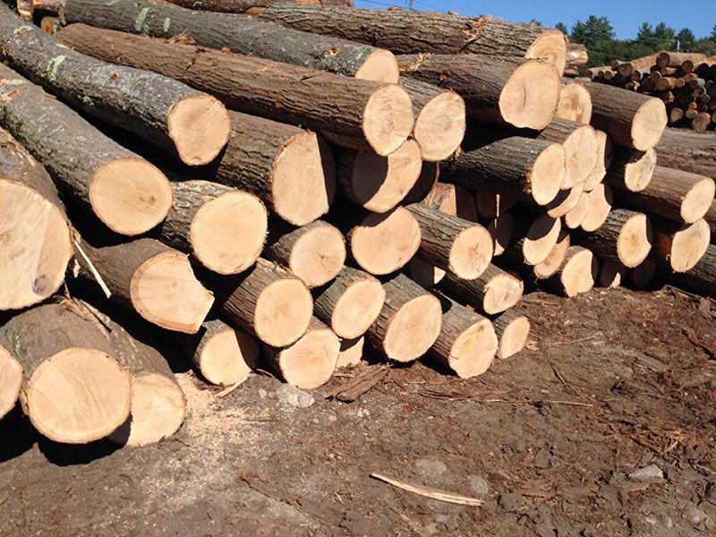Pile of freshly cut logs, stacked on dirt ground, showing tree rings and bark.