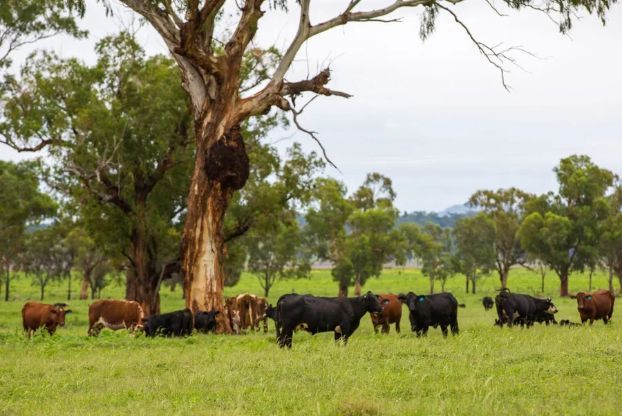 A herd of cattle grazing in a grassy field under a tree.