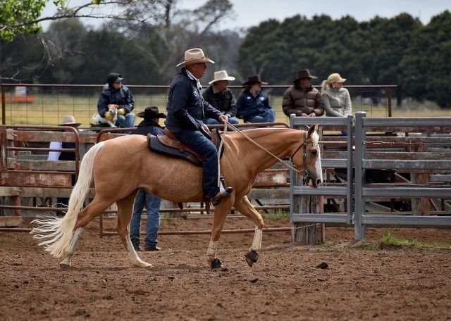 Two men are riding horses on a dirt road.