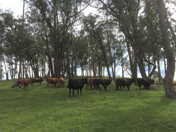 A herd of cows are grazing in a grassy field surrounded by trees.