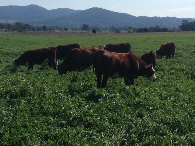 A herd of cows grazing in a field with mountains in the background