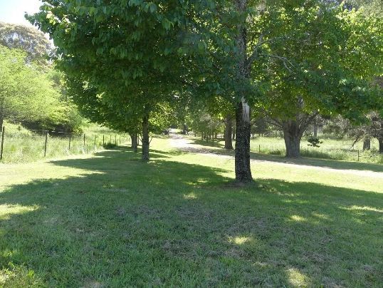 A grassy area with trees and a dirt road in the background.