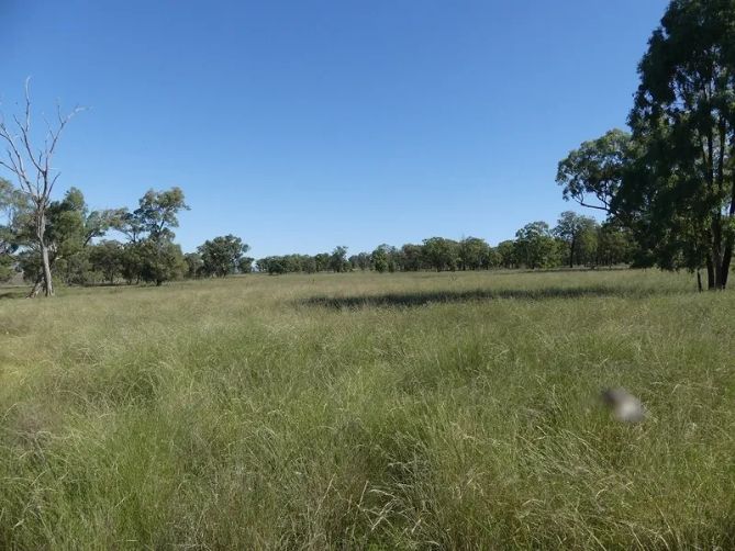 A field of tall grass with trees in the background