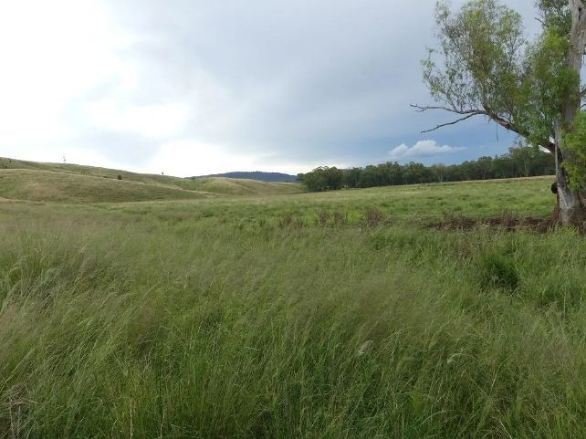 A tree in the middle of a grassy field