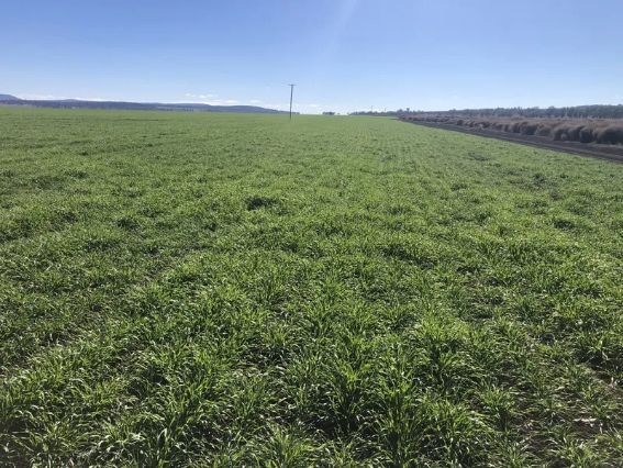 A field of green grass with a blue sky in the background.