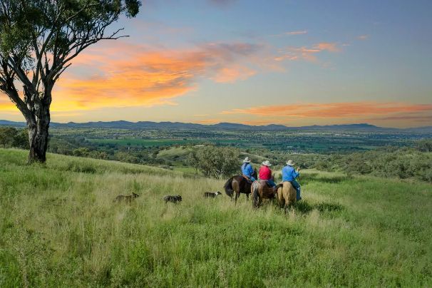 A group of people are riding horses in a field at sunset.