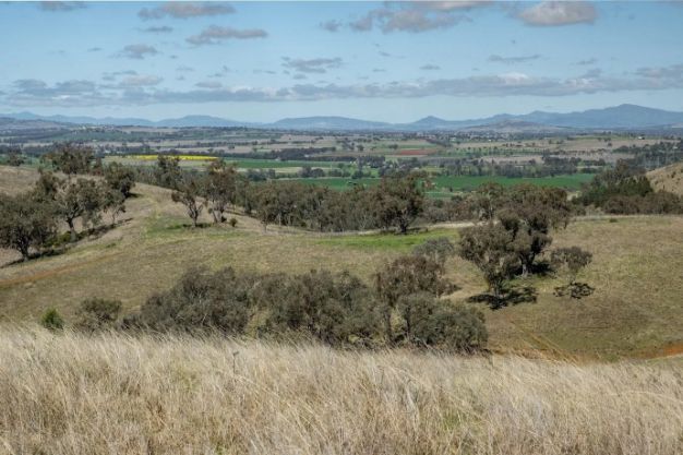 A view of a grassy hillside with trees and mountains in the background.