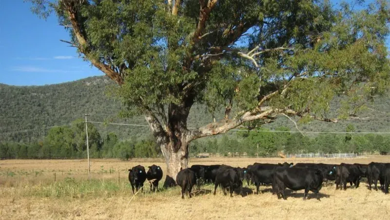A herd of cattle standing under a tree in a field.