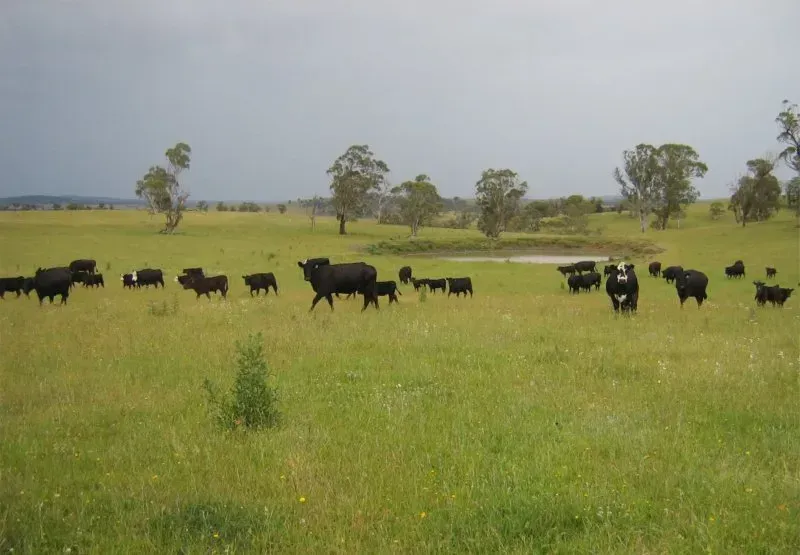 A herd of cows are grazing in a grassy field