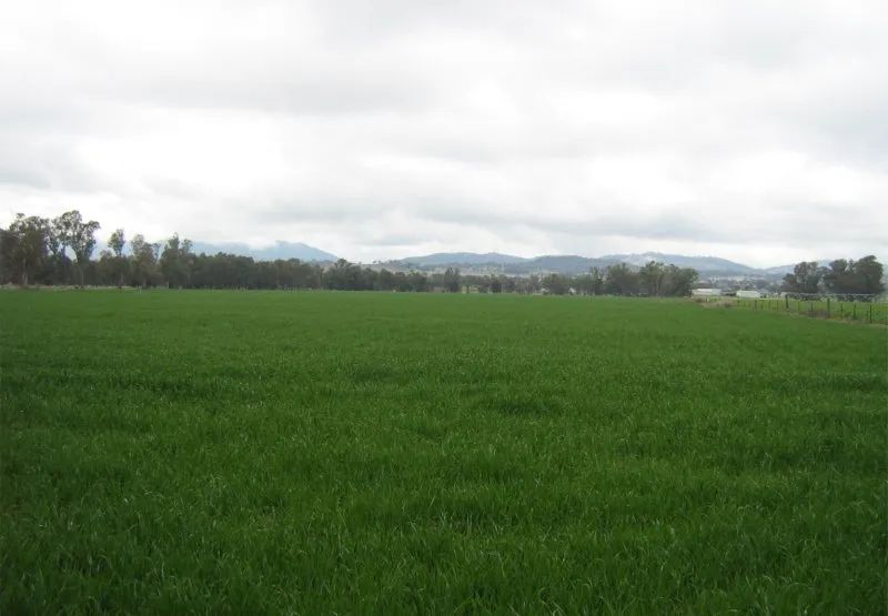 A large green field with mountains in the background on a cloudy day.