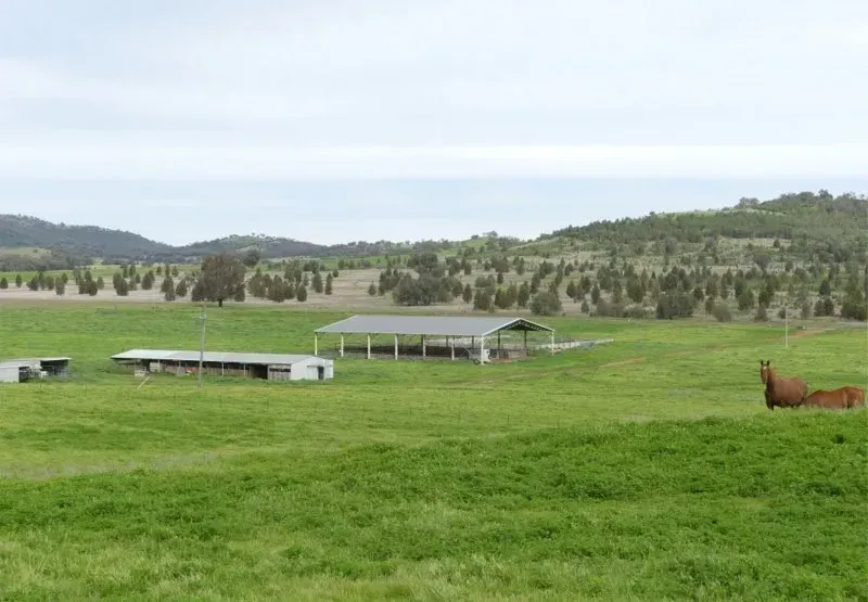 Two horses are standing in a grassy field in front of a barn.