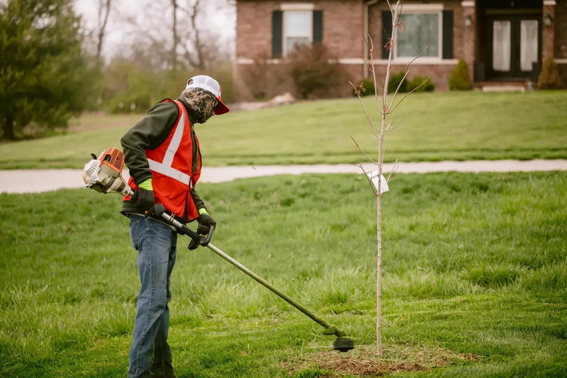 Man in safety vest trims grass around a young tree with a weed whacker in a yard.
