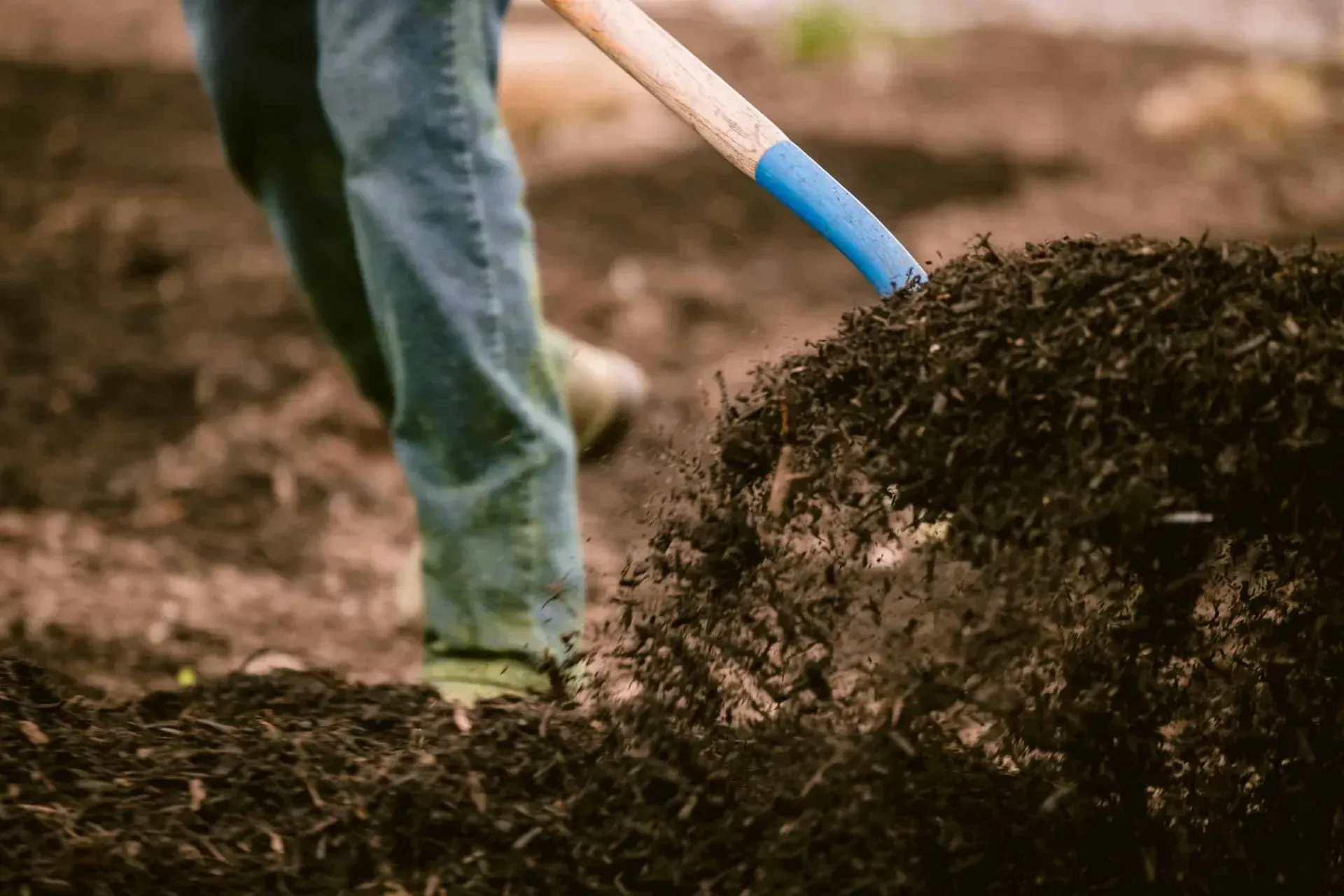 Person in blue jeans shoveling dark soil in a garden.