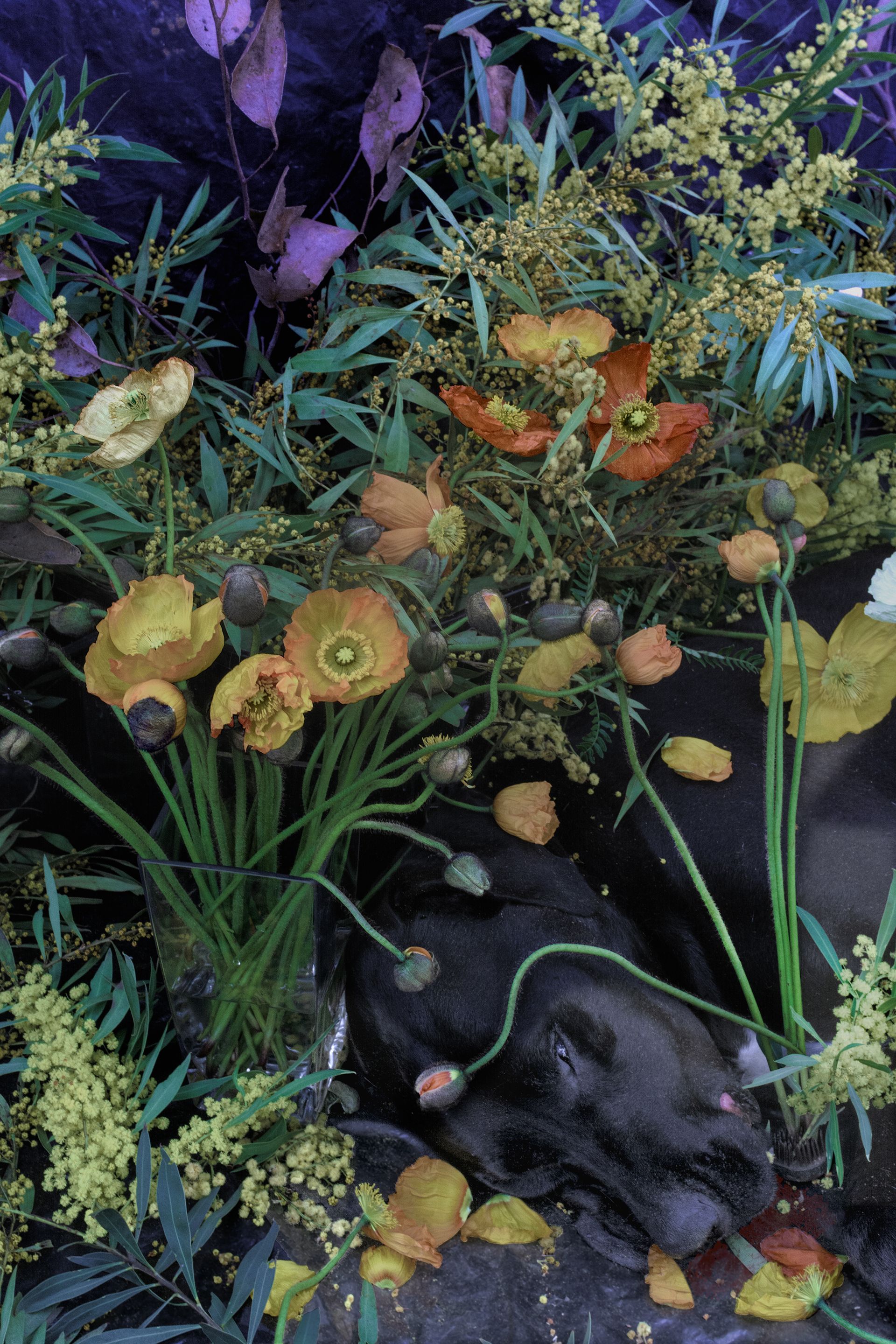 flowers+animals+death+memory+memorial+gravity+photography+memory+songs+bouquet+funeral