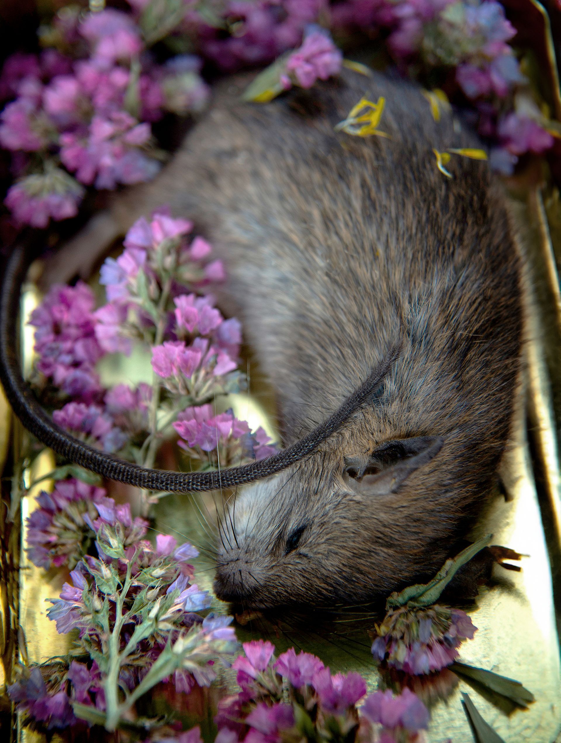 flowers+animals+death+memory+memorial+gravity+photography+memory+songs+metaphor+parade+bouquet