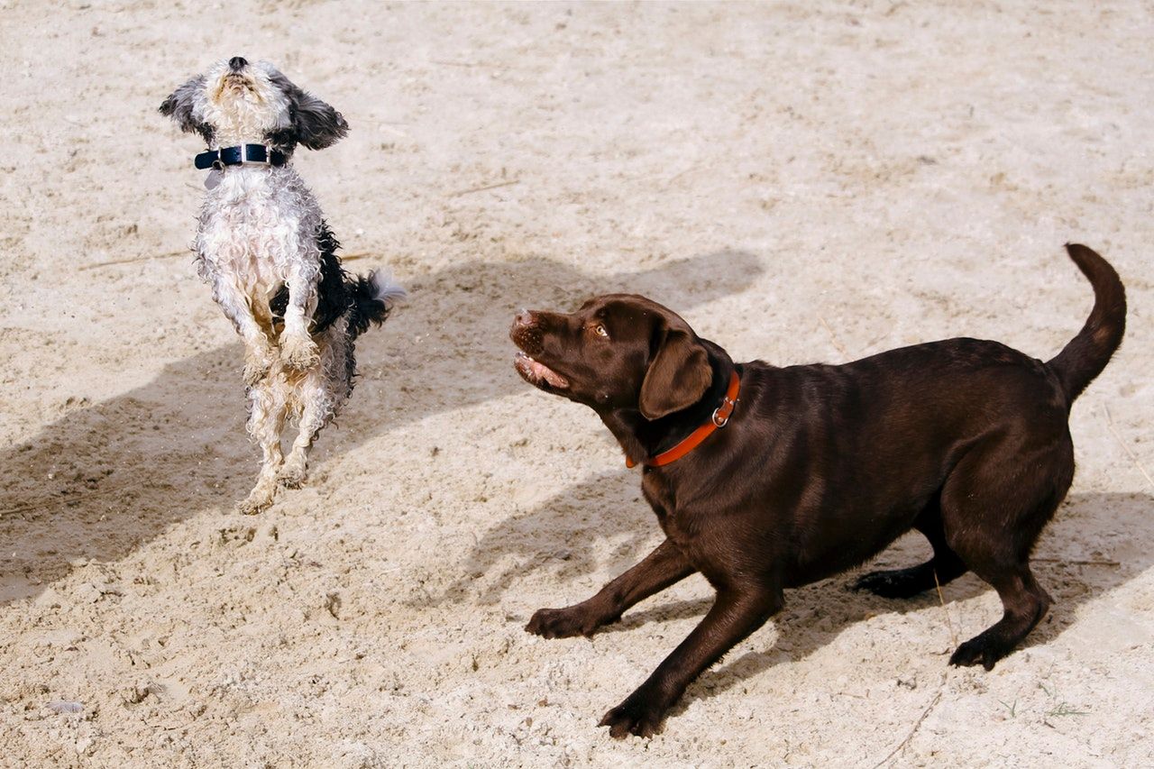 Two dogs on sandy ground, one jumping up, the other crouching, both looking up.