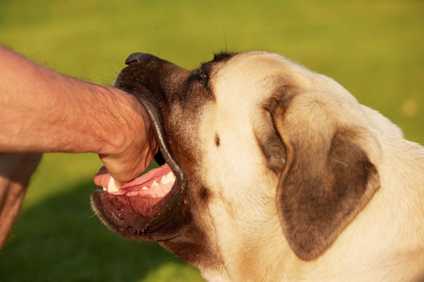 Dog biting a human's arm. A tan dog with open mouth and visible teeth.