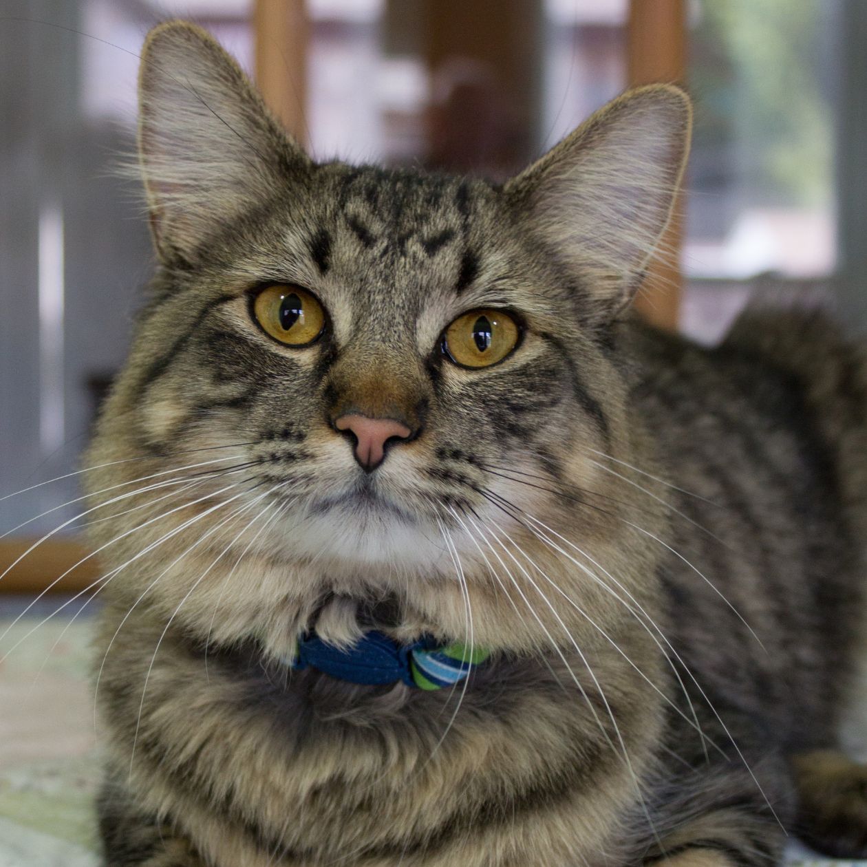 adopt a cat neenah wi