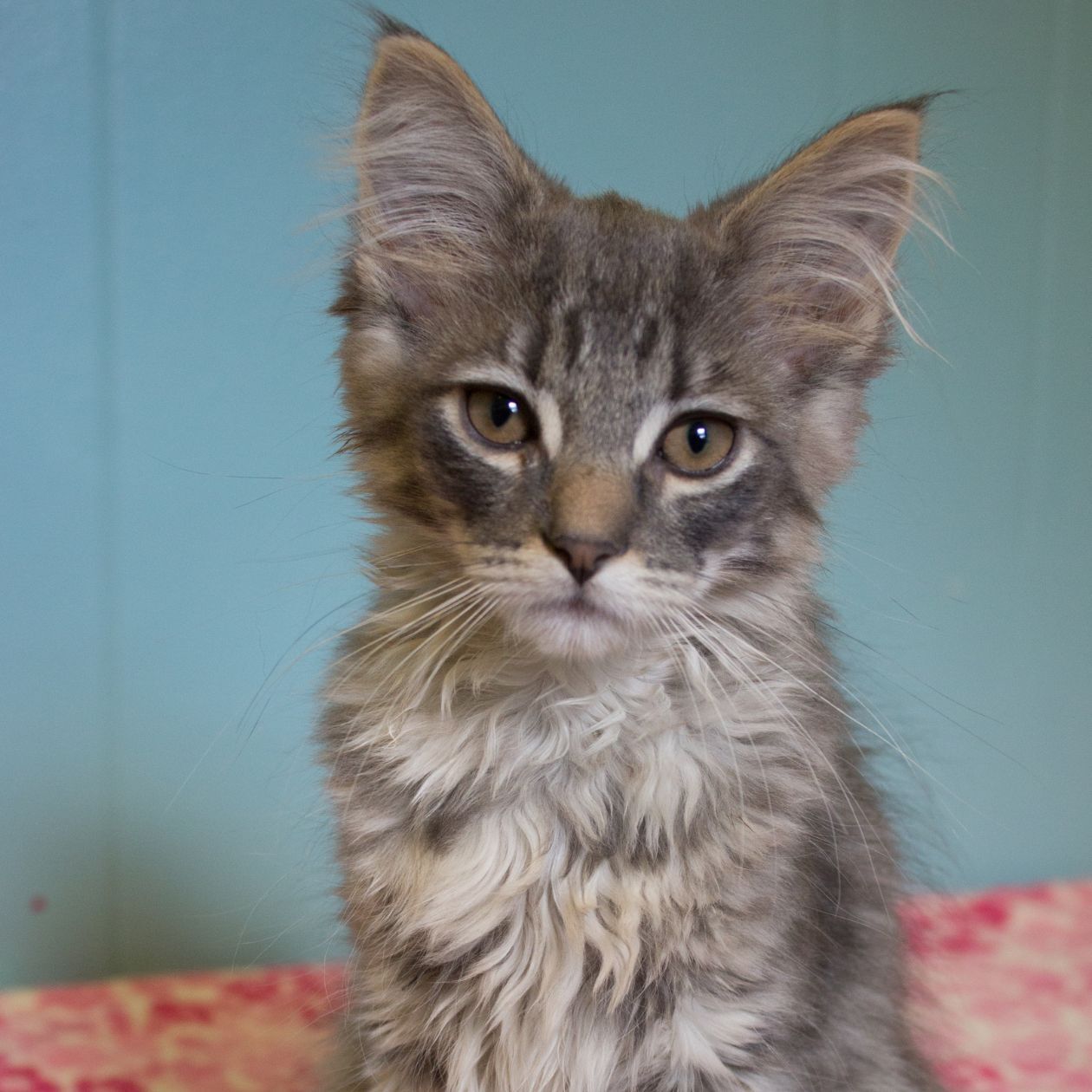 Rescue a cat in Neenah WI