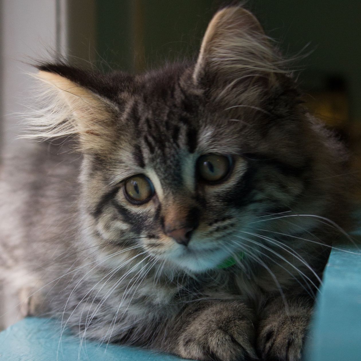 cat rescue neenah wi