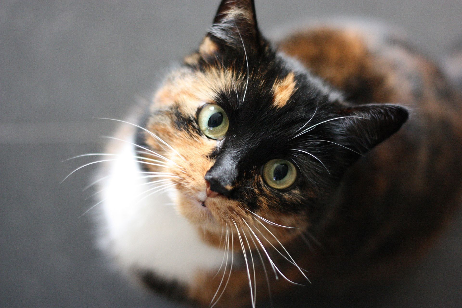 cat resources