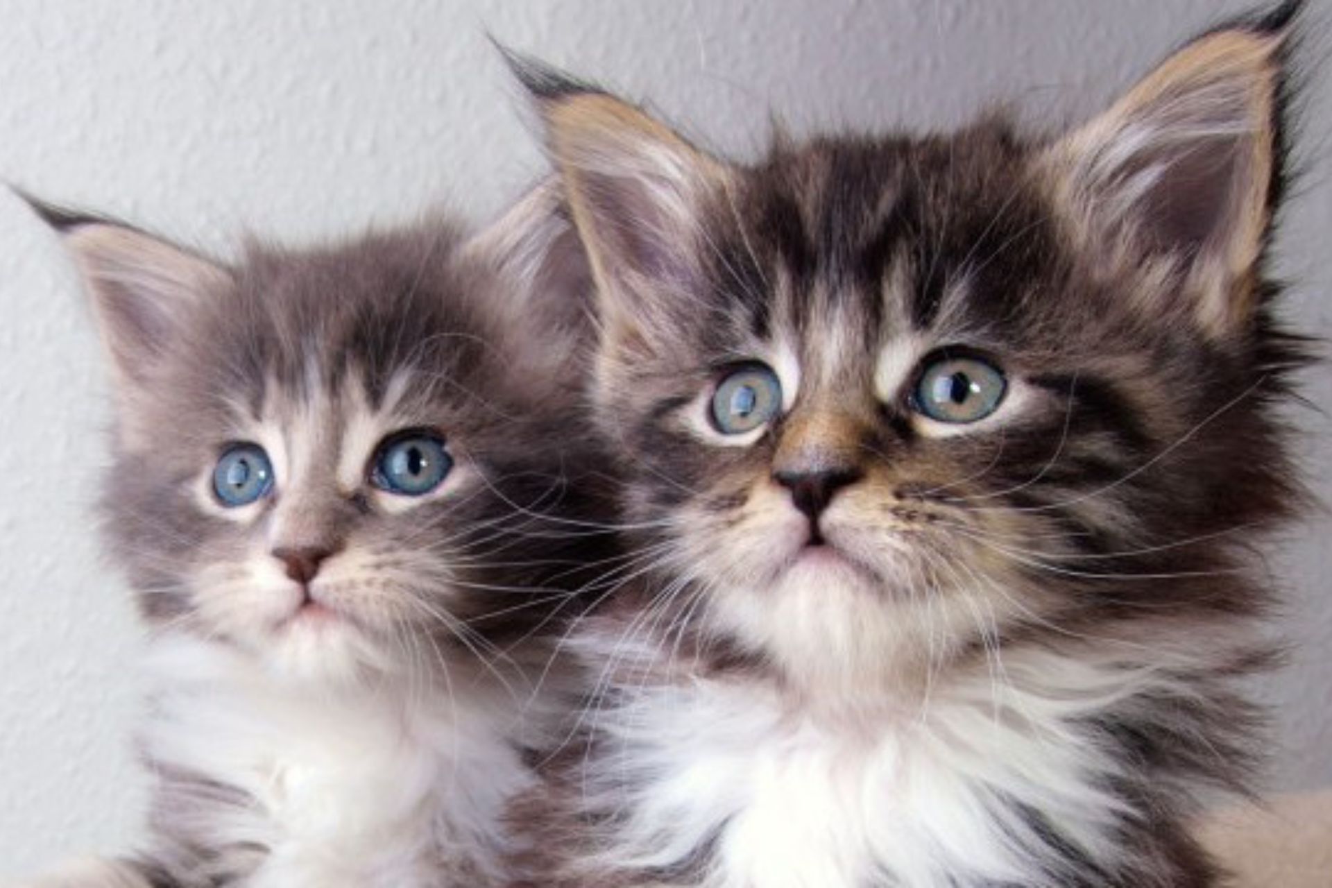 Donate to Orphan Animal Rescue