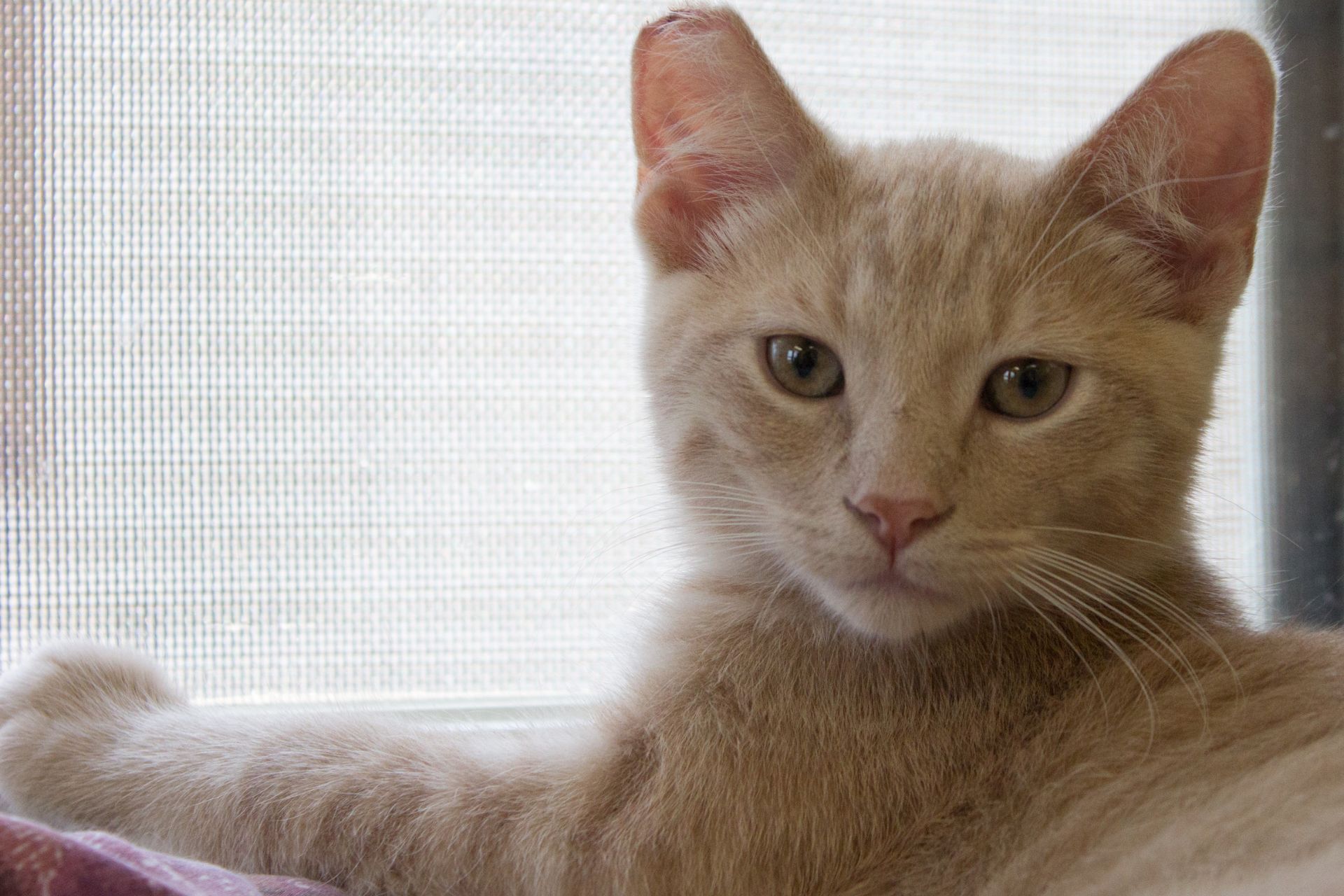 Neenah cat adoption