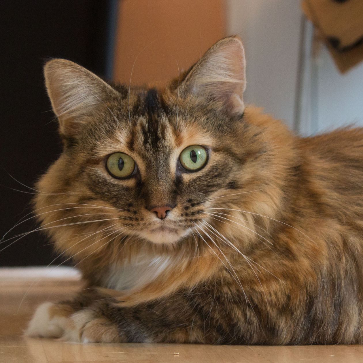 cat adoption fox valley wi