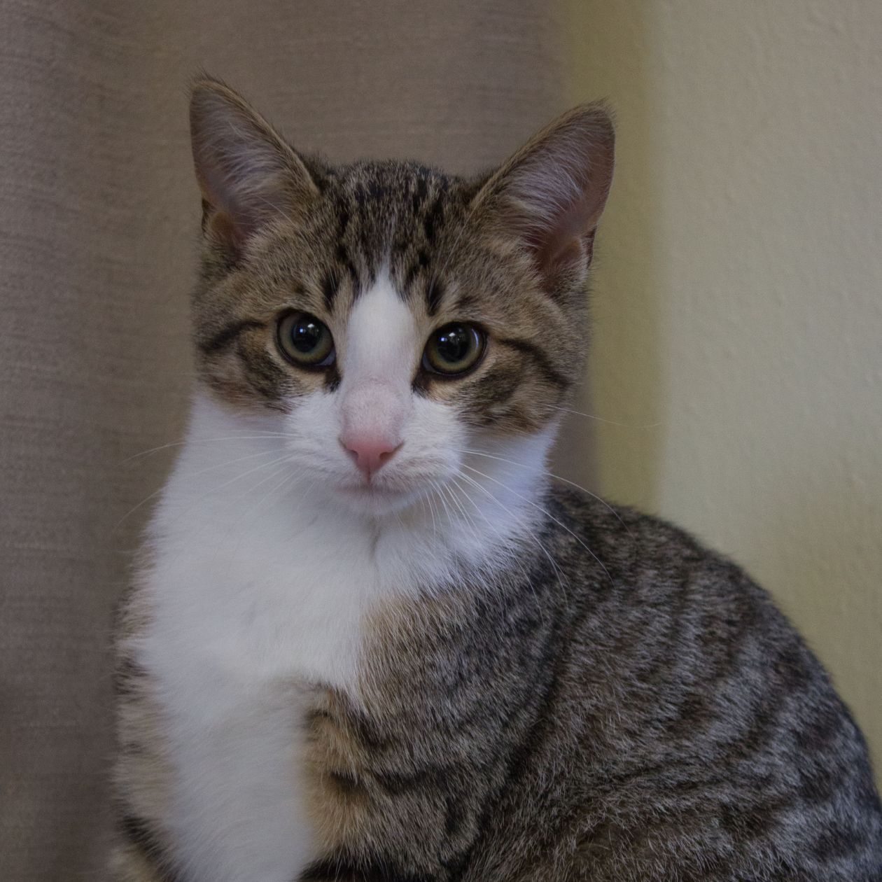cat rescue volunteering