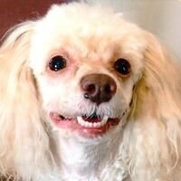 Small white fluffy dog with long ears, looking at the camera and slightly smiling