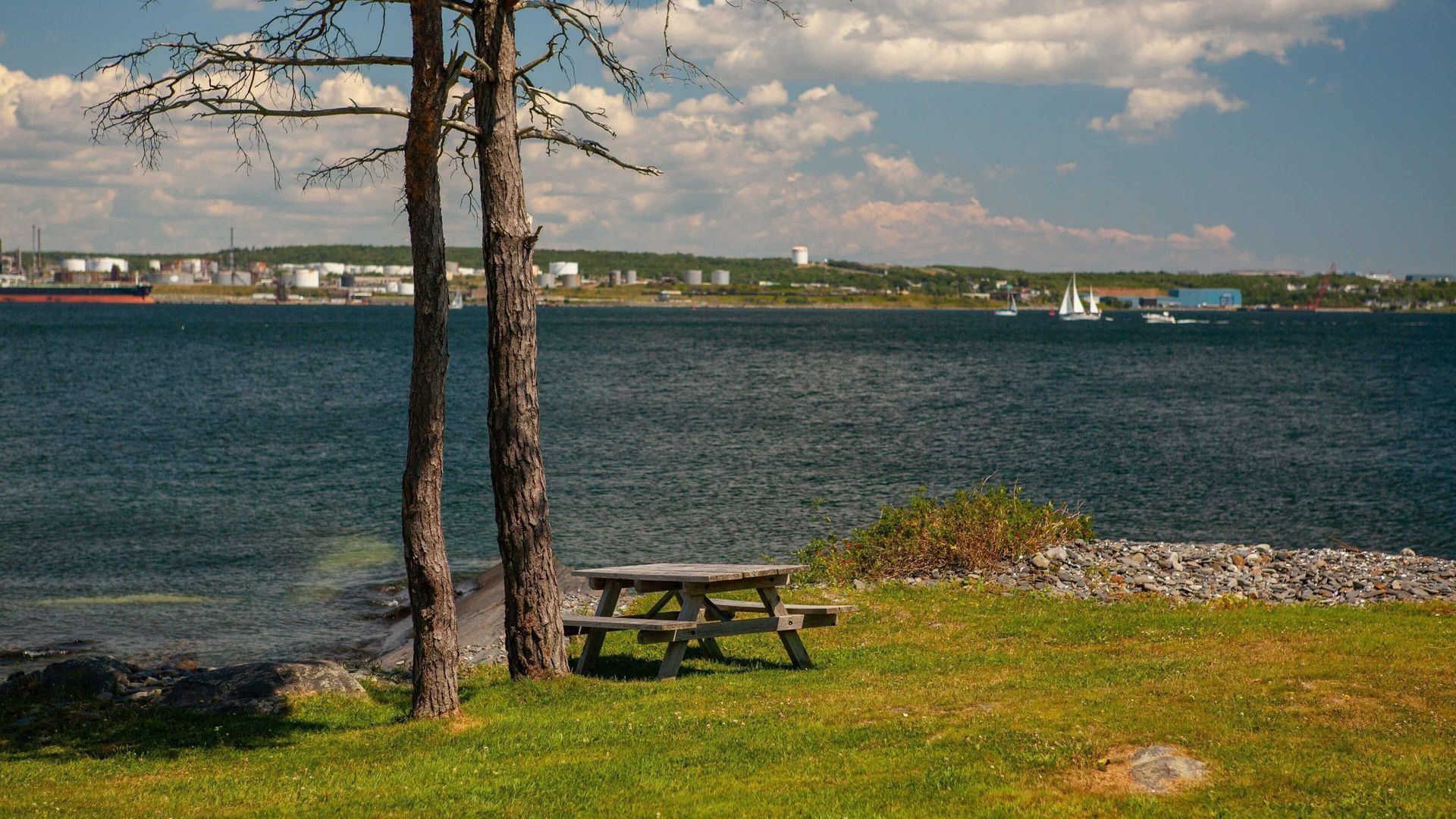 Picnic table under two trees on a grassy shore overlooking calm water and a distant town