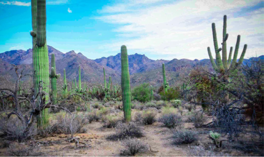 Desert landscape with tall saguaro cacti, dry shrubs, and distant mountains under a clear sky Tucson, AZ — Associated Dermatologist Desert landscape with tall saguaro cacti, dry shrubs, and distant mountains under a clear sky Tucson, AZ — Associated Dermatologist