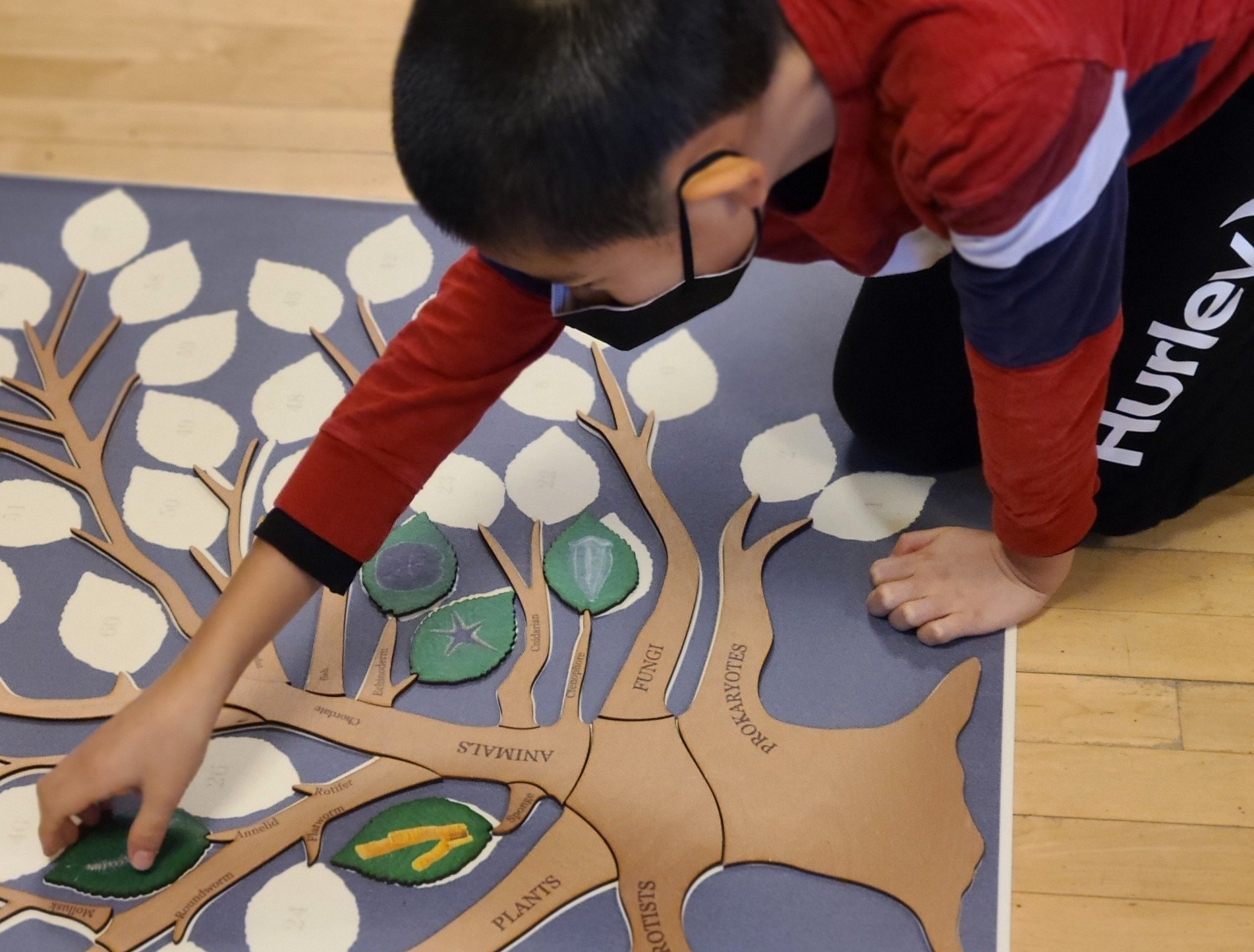 A boy is kneeling on the floor working with a montessori material of a puzzle tree