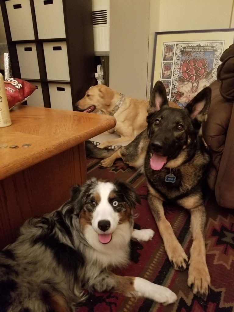 Three dogs are laying on a rug in a living room.