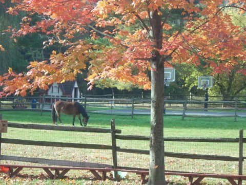 A horse grazing in a field with a basketball hoop in the background