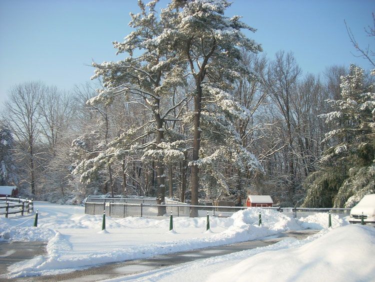 A snowy forest with trees covered in snow