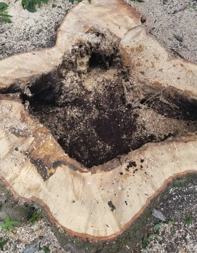 Close-up of a large tree stump with a hollow, dark center and rough, cut edges.