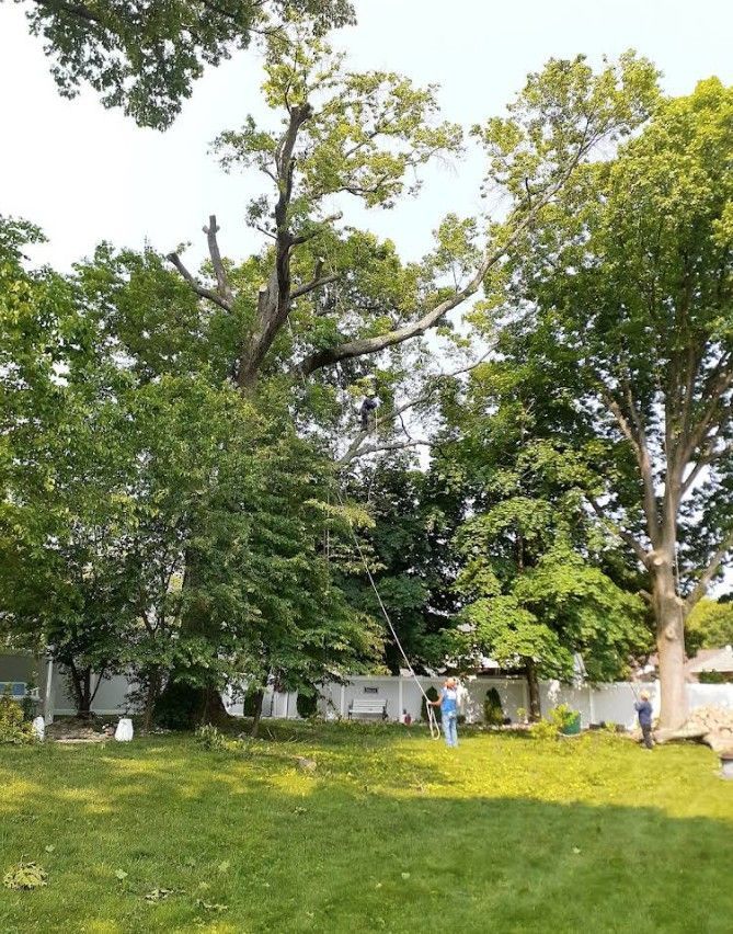 Grassy park with tall trees and a few people near a white building on a sunny day