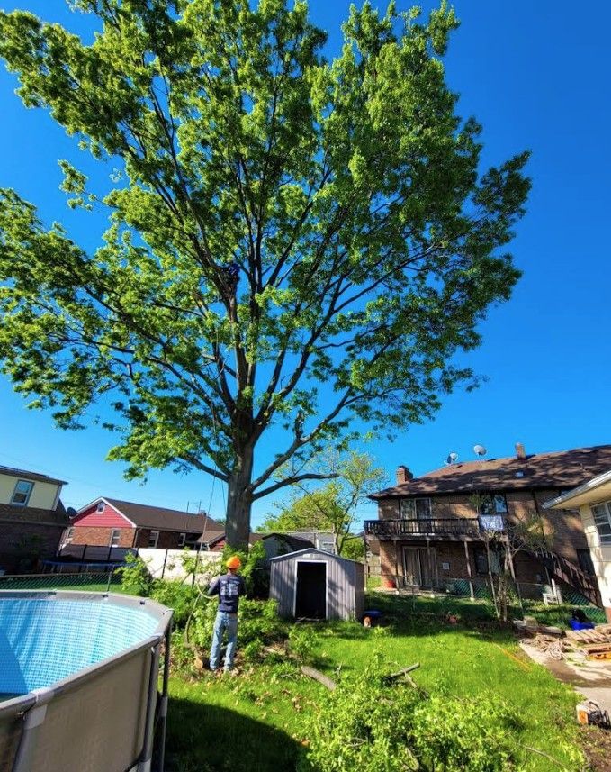 Person standing by a tall tree in a sunny backyard with a small shed and houses nearby