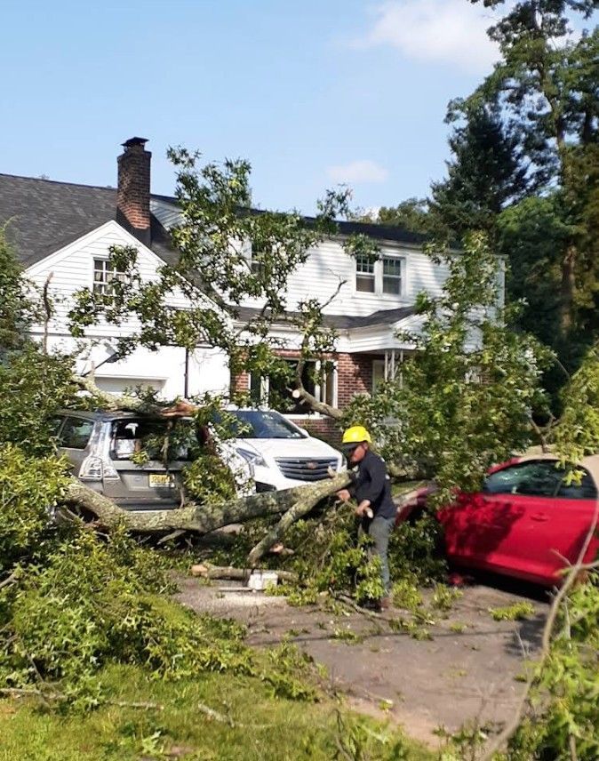 Tree branch blocking a driveway, with a worker in a yellow helmet clearing storm debris near parked cars.