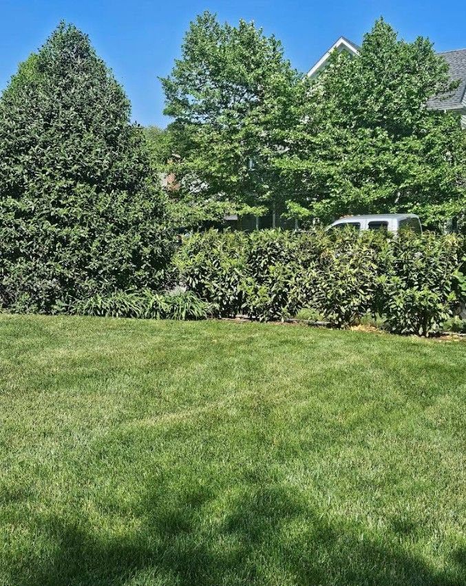 Sunny backyard with green lawn, dense shrubs, and tall trees under a blue sky