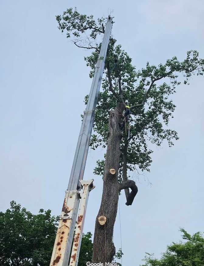 Worker trimming a tall tree beside a bucket lift against a cloudy sky