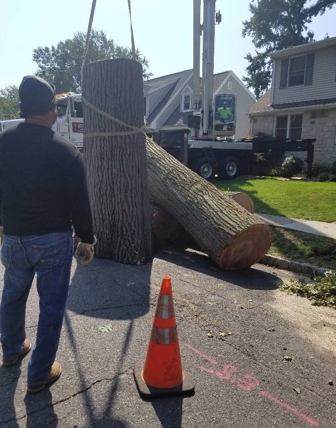 Large tree trunk being removed by a crane on a residential street, with a worker and traffic cone nearby
