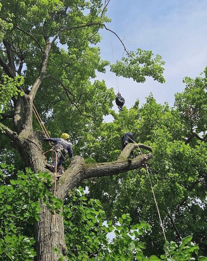 Tree climbers in helmets working high on a large leafy tree under a blue sky