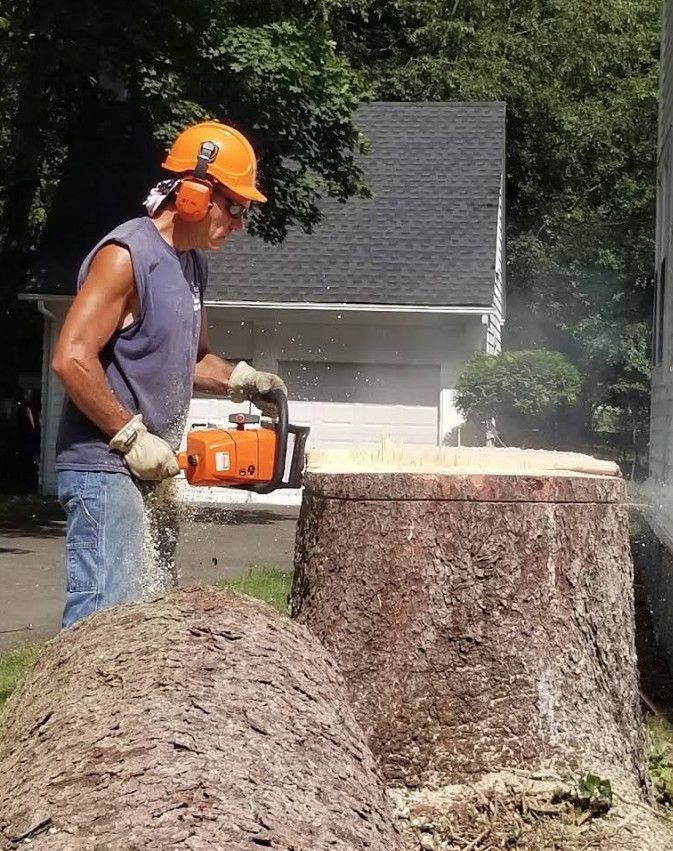 Worker in orange helmet using a chainsaw to cut a large tree stump outdoors.