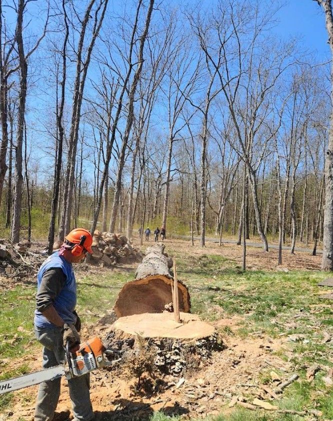 Worker operating a chainsaw beside a large cut tree stump in a leafless forest