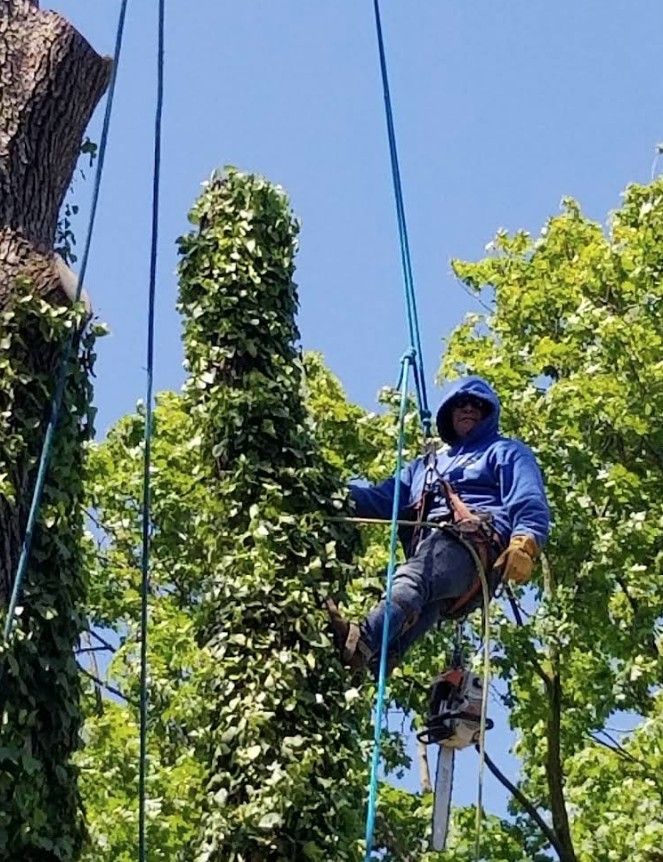 Worker in blue safety gear suspended on ropes trimming a tall tree against a blue sky.